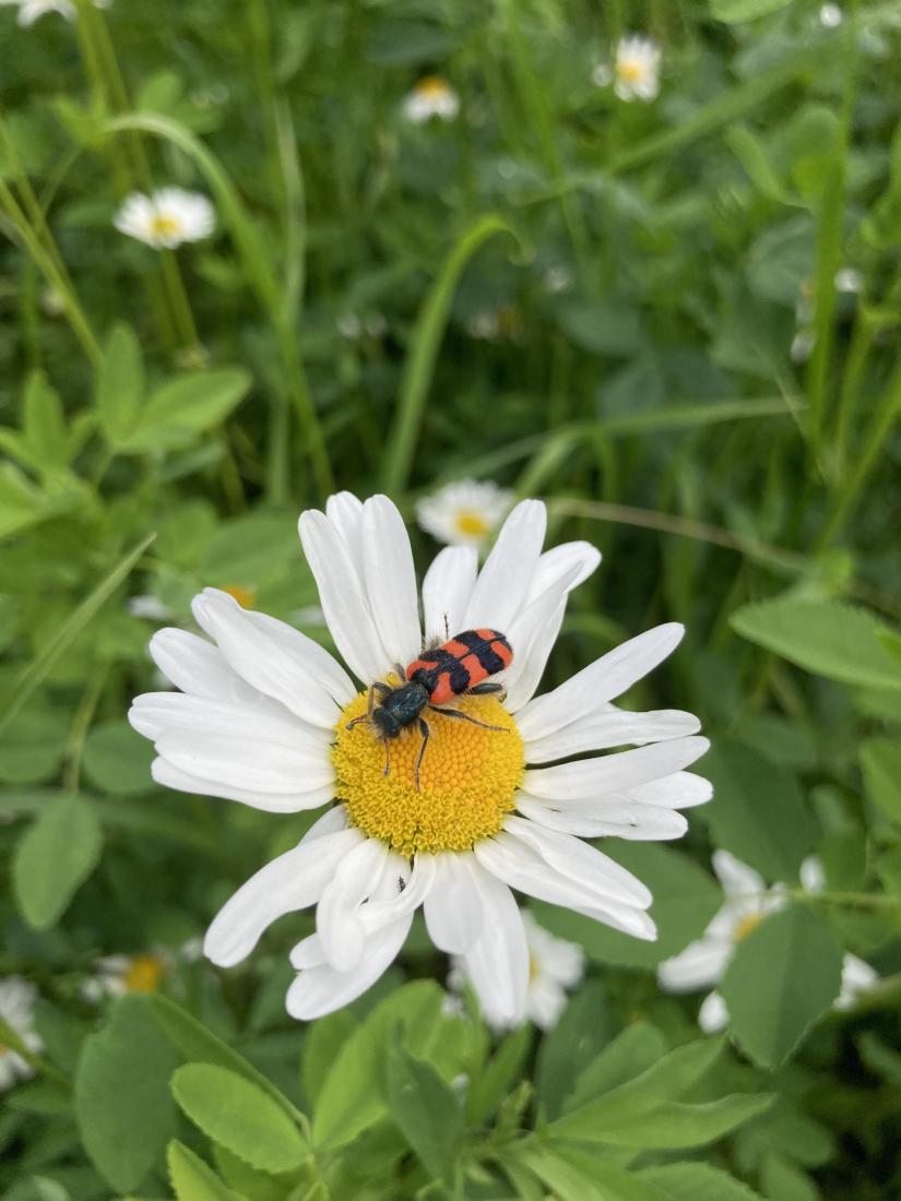 Zottiger Bienenkäfer