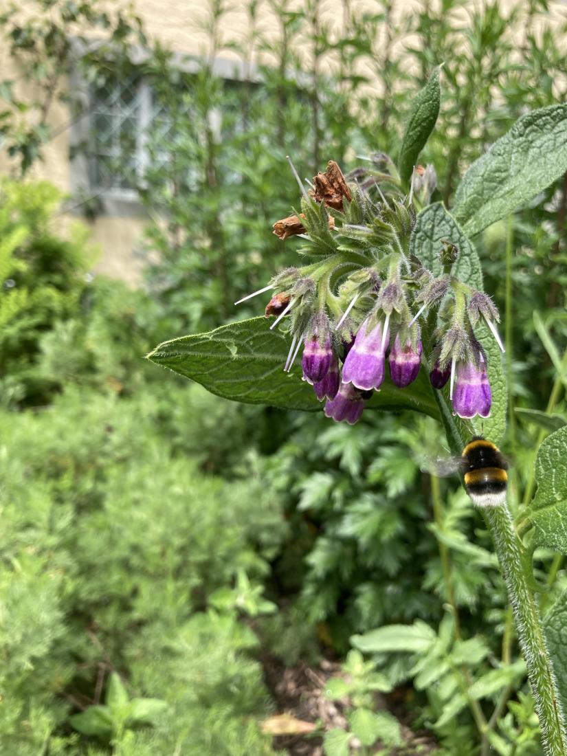 Wiesenhummel