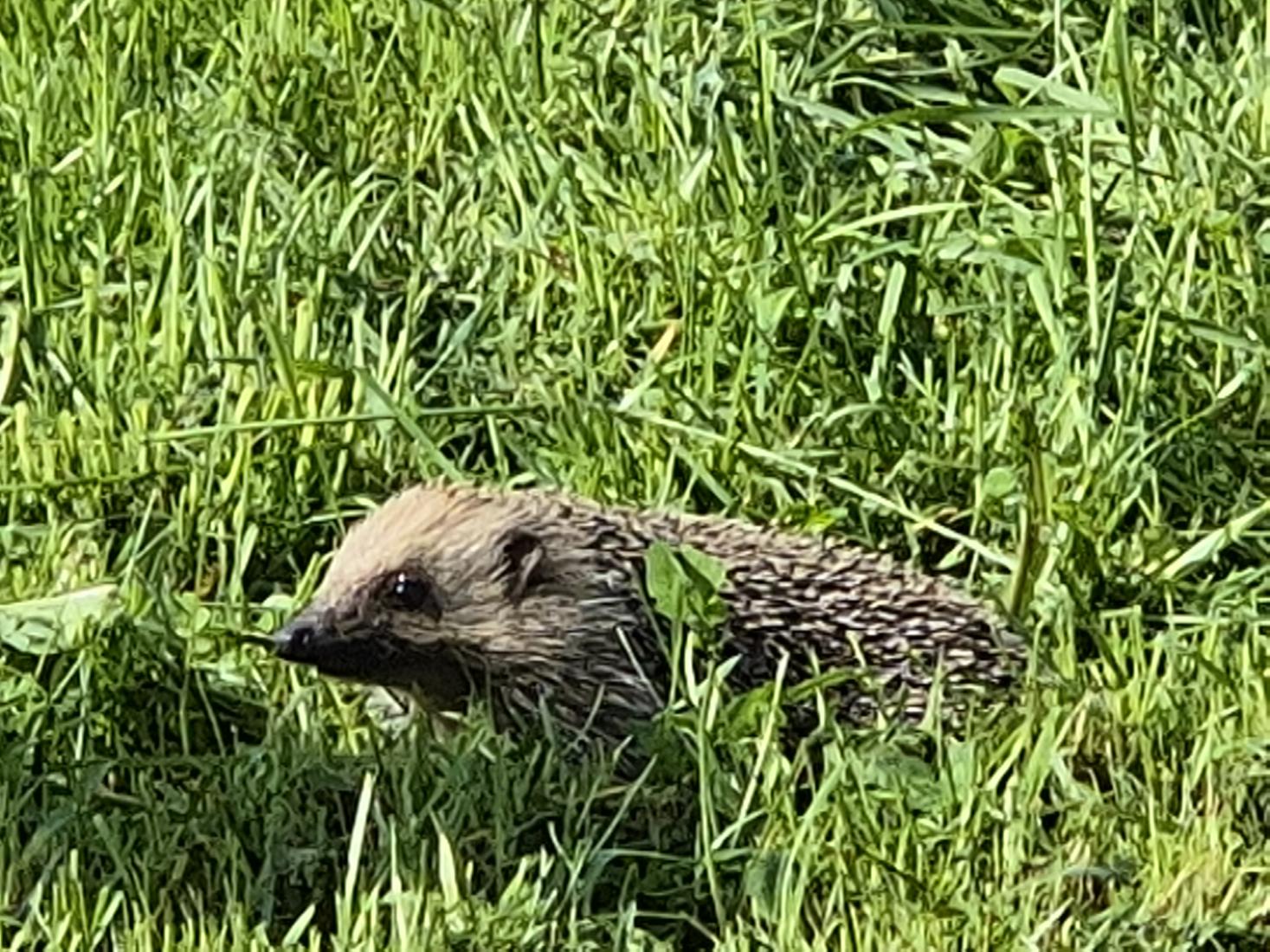 Igel