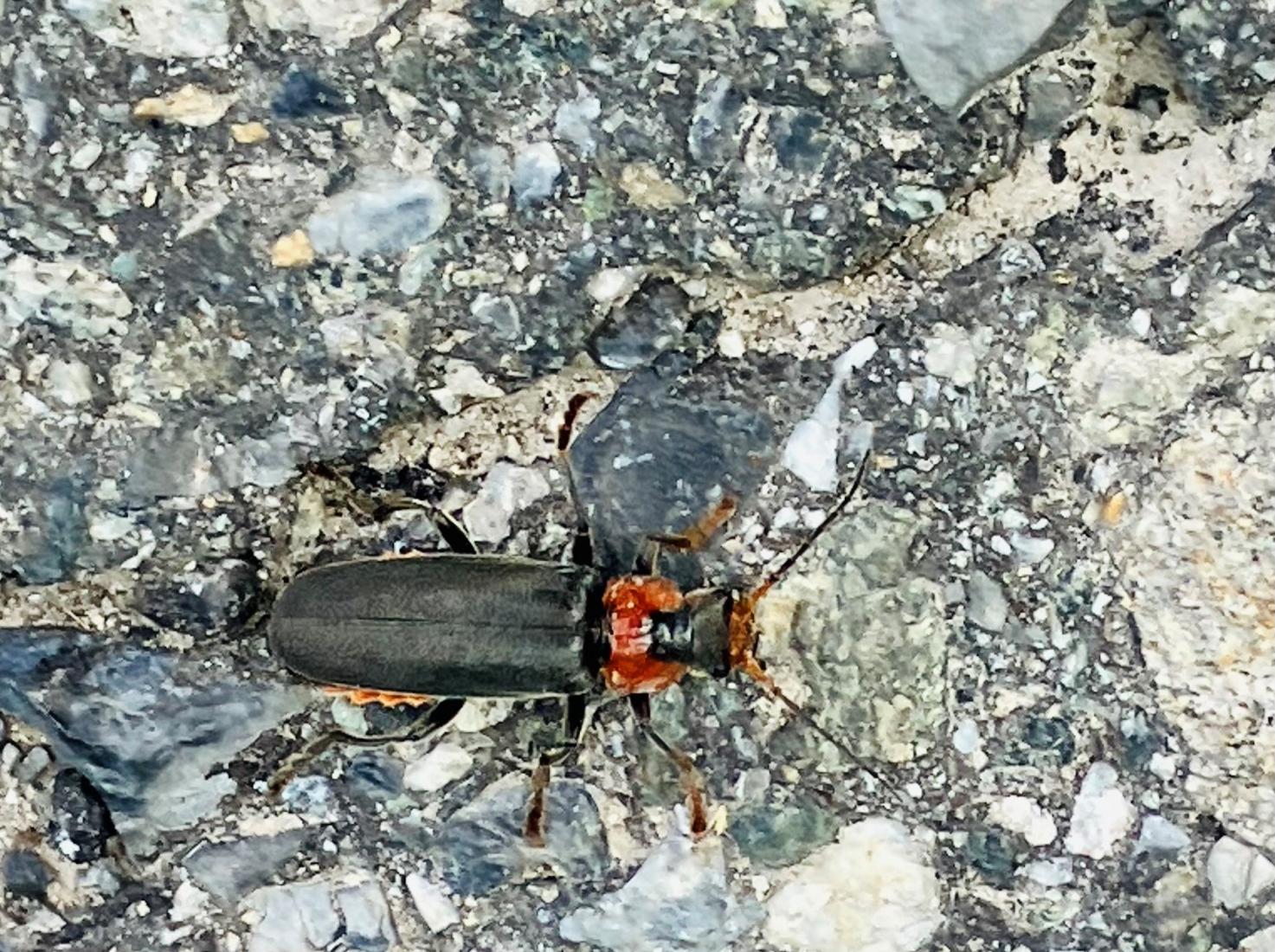 Gemeiner Weichkäfer, Cantharis fusca