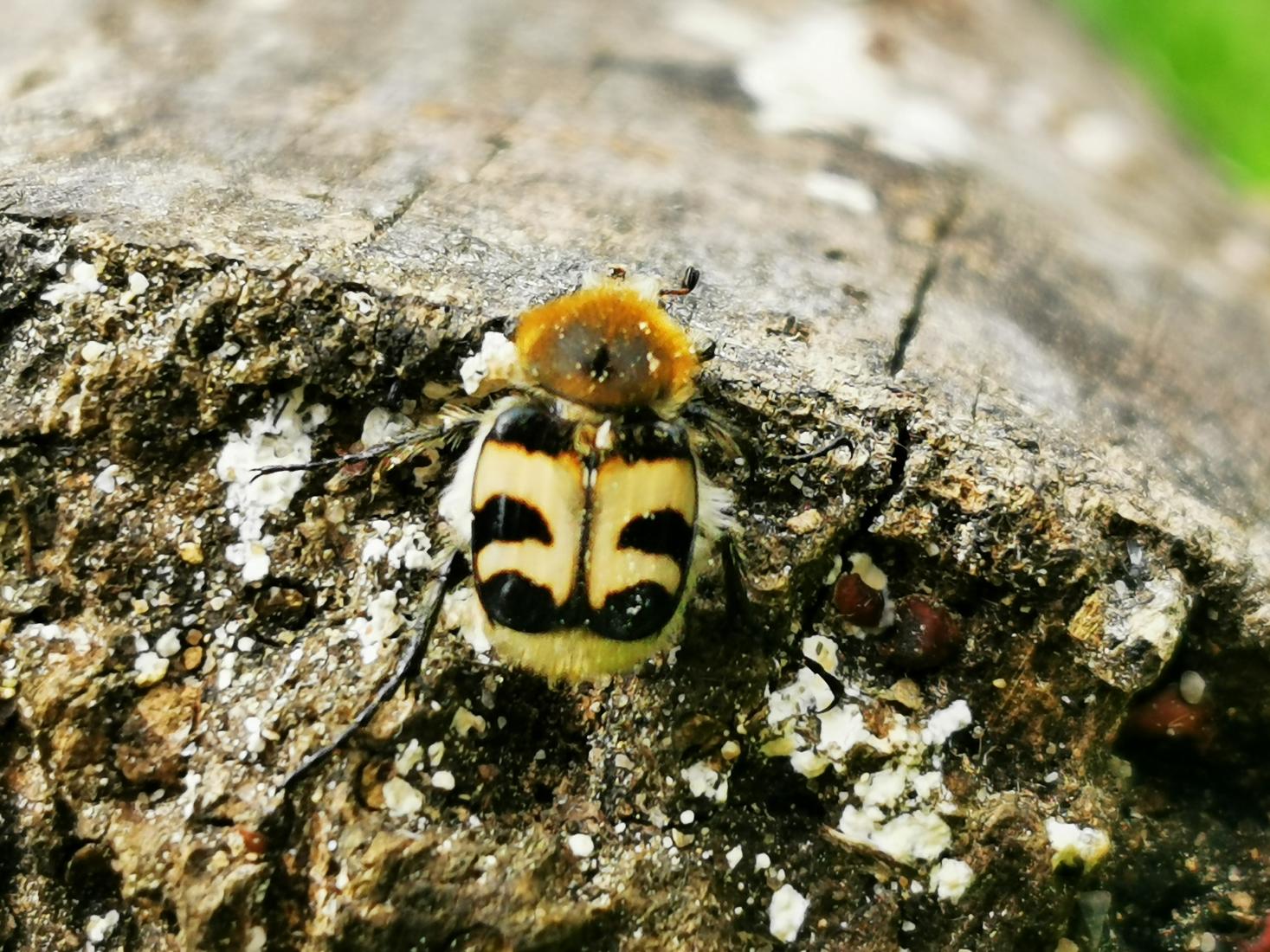 Gebänder Pinselkäfer