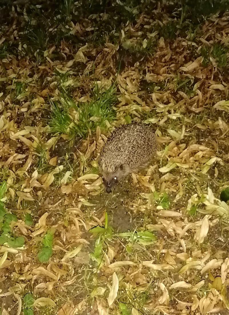 Igel