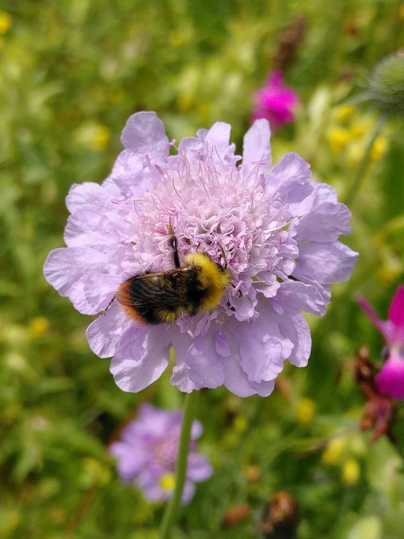 Wiesenhummel