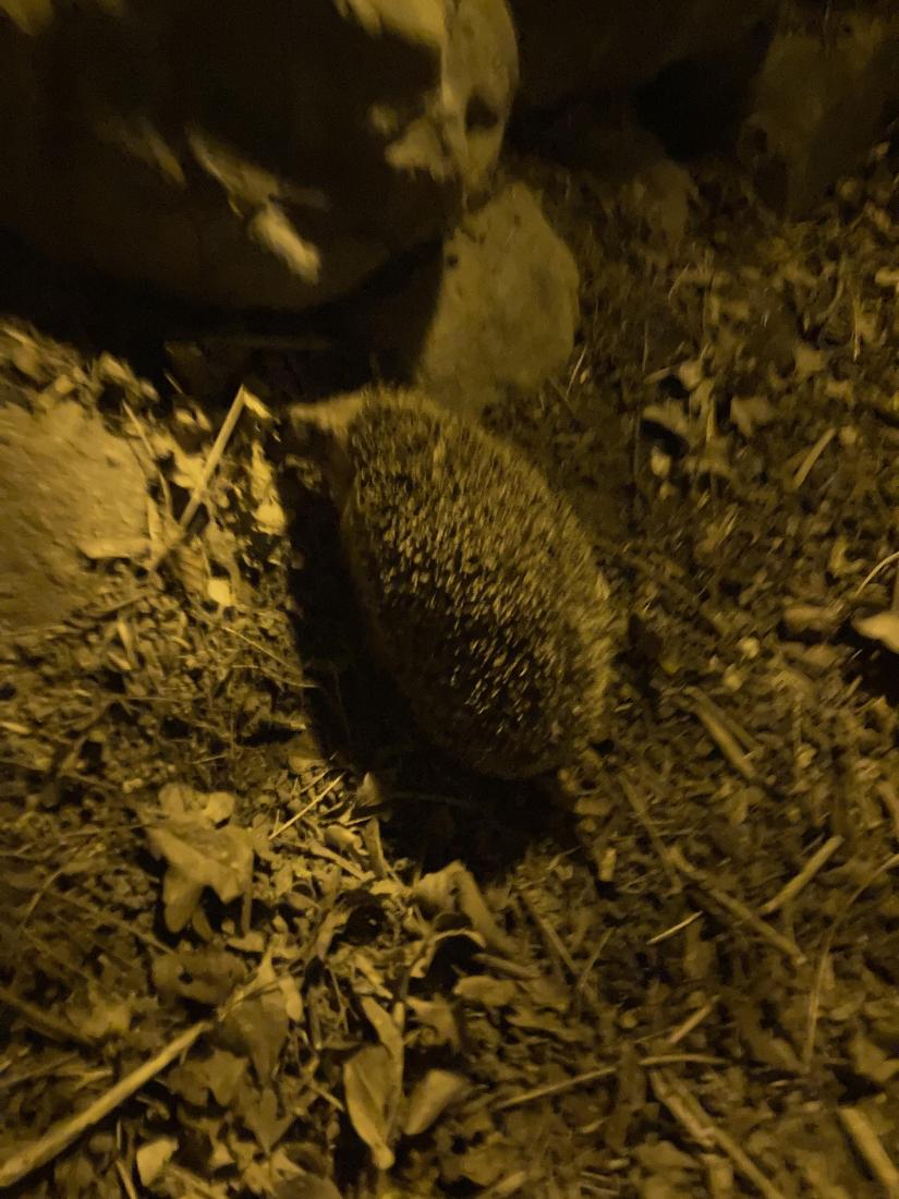 Igel