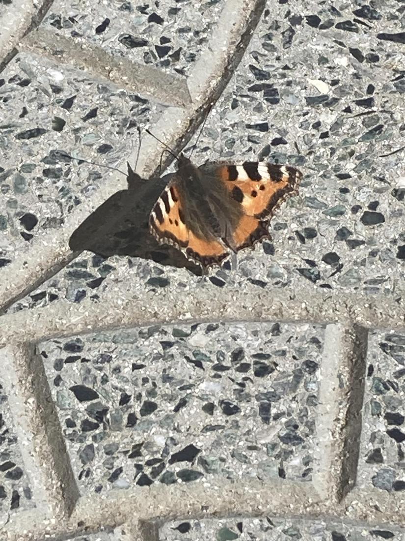 Schmetterling