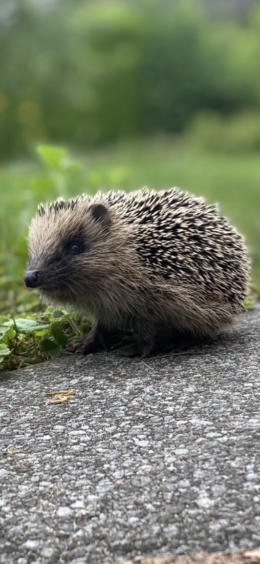 Igel