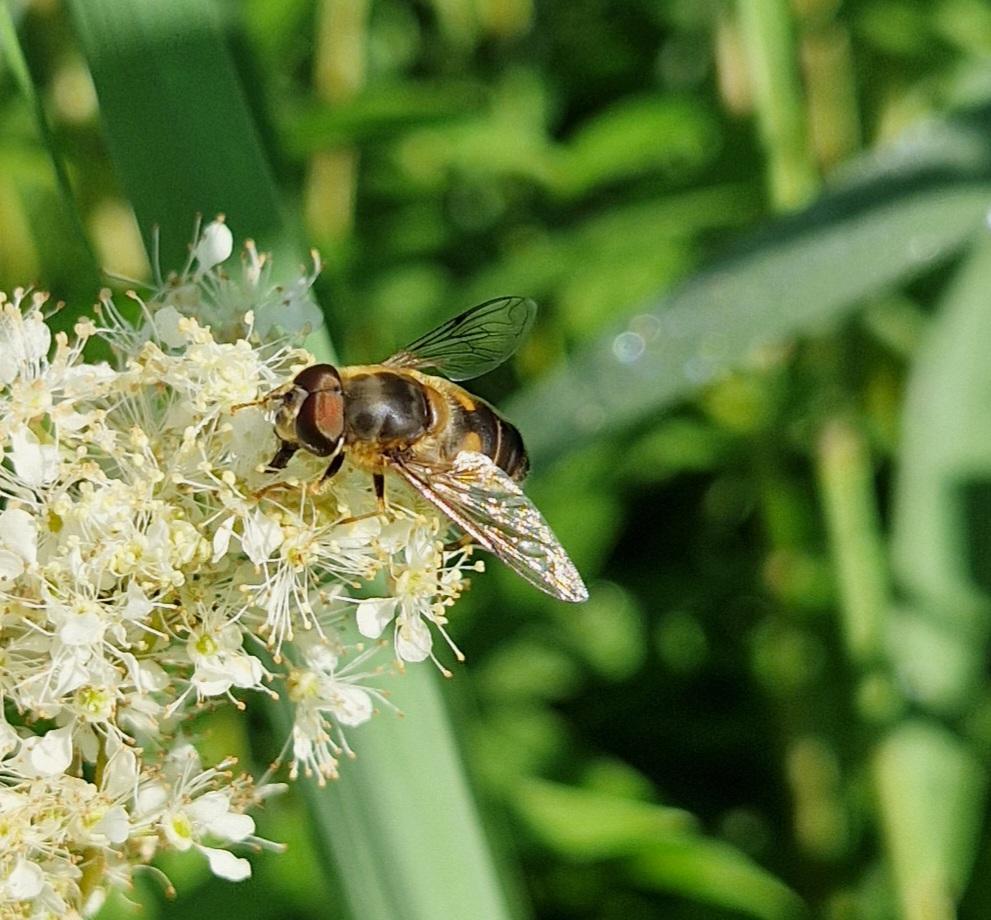 Scheinbienen-Keilfleckschwebfliege