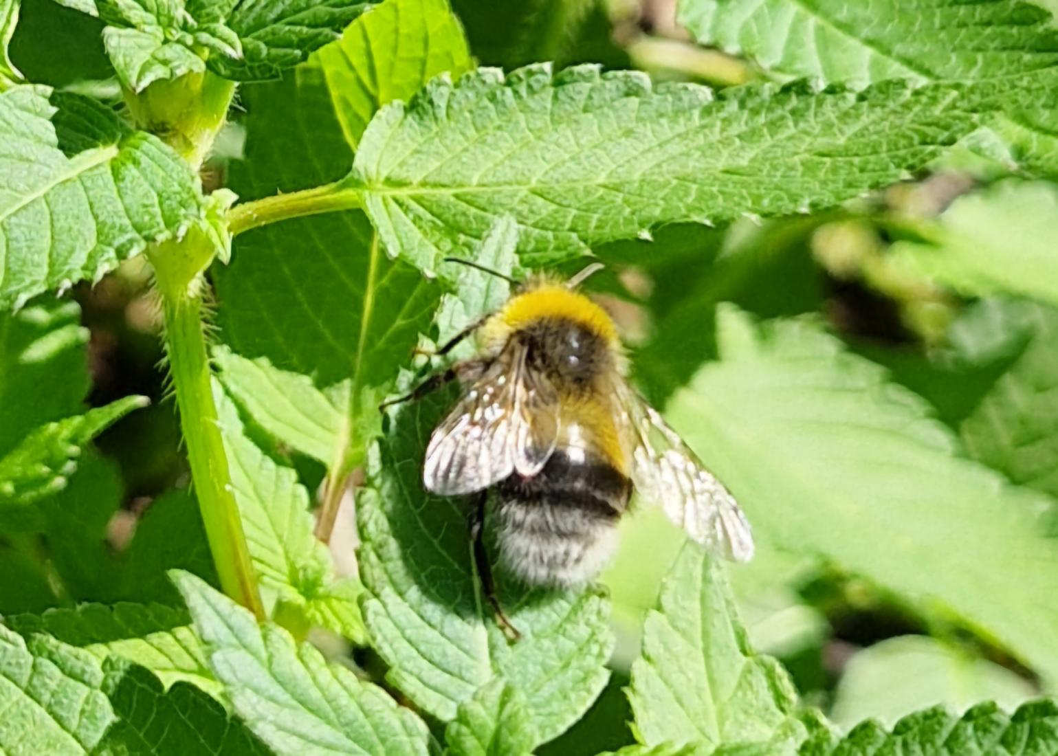 Baumhummel