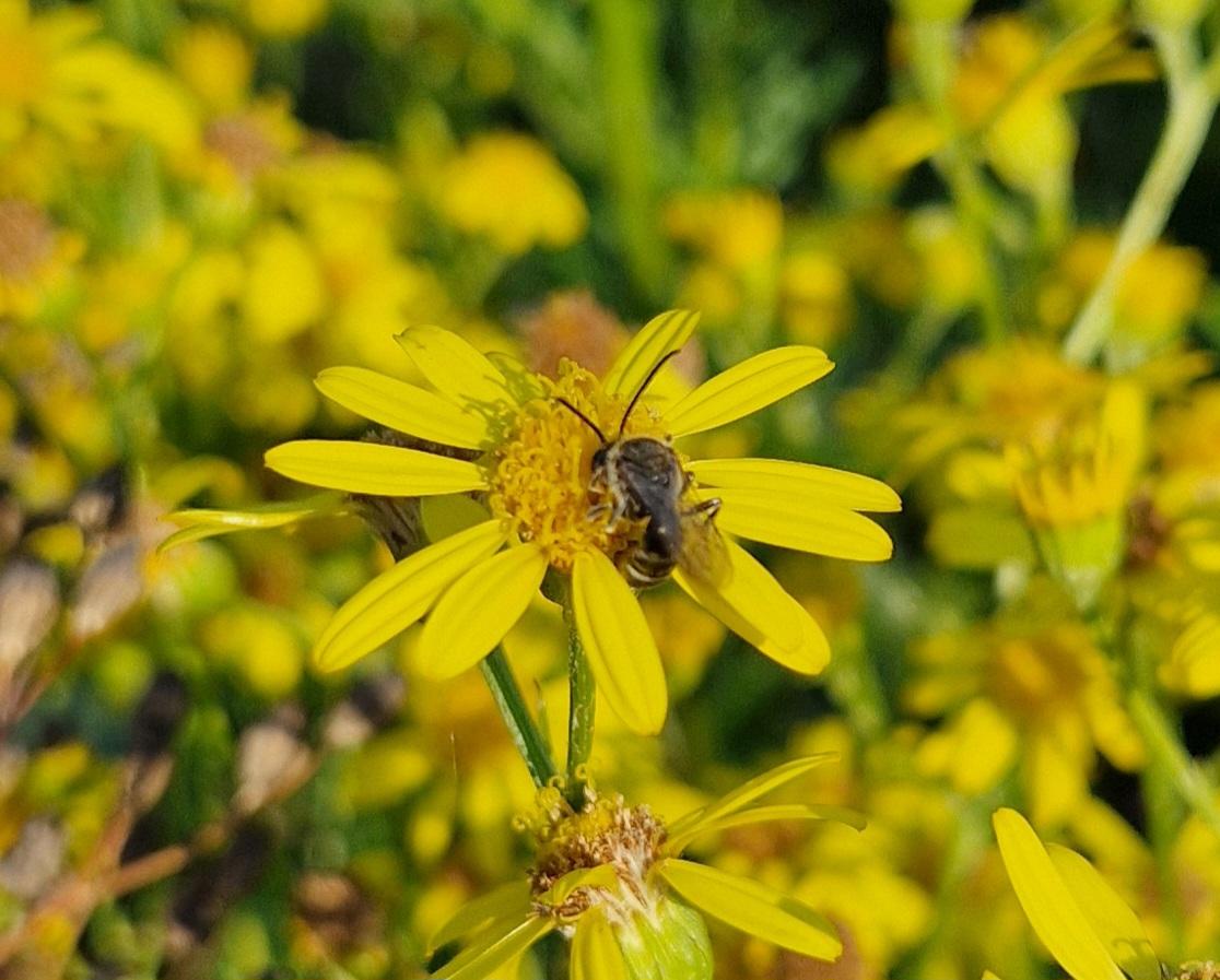 Furchenbienen