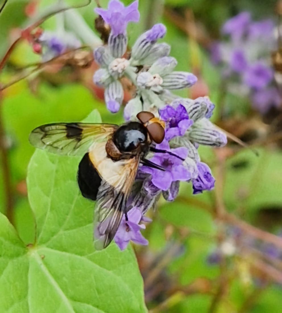 Gemeine Hummel-Schwebfliege (Volucella pellucens)