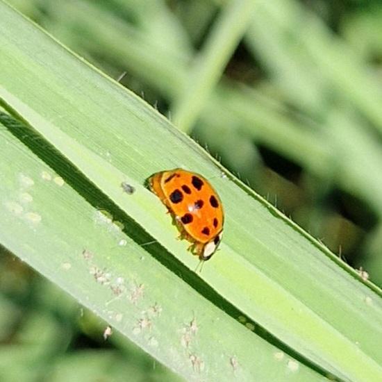 Asiatische Marienkäfer (Harmonia axyridis)