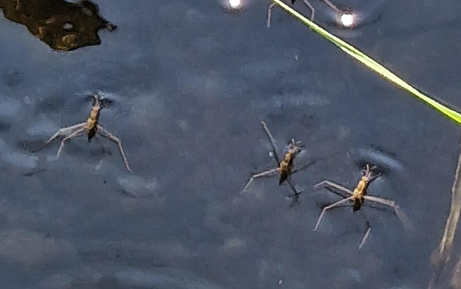 Gemeine Wasserläufer (Gerris lacustris)