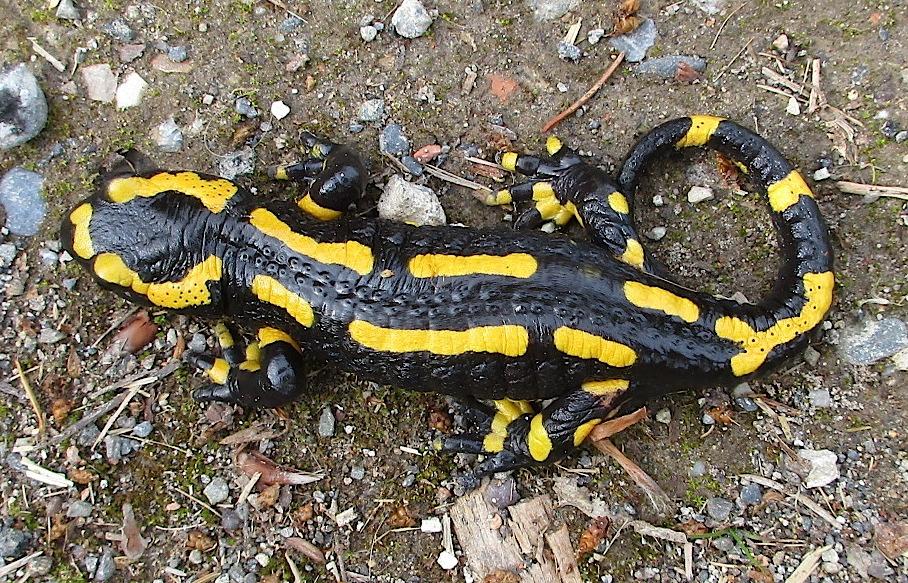 Feuersalamander