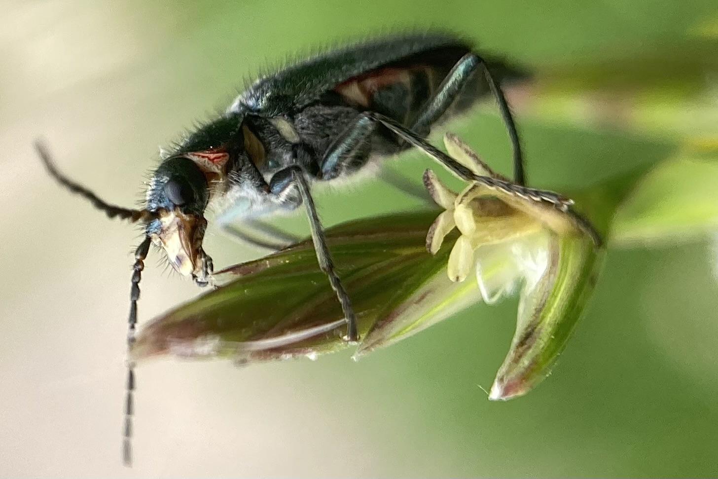 Malachius bipustulatus Zipfelkäfer