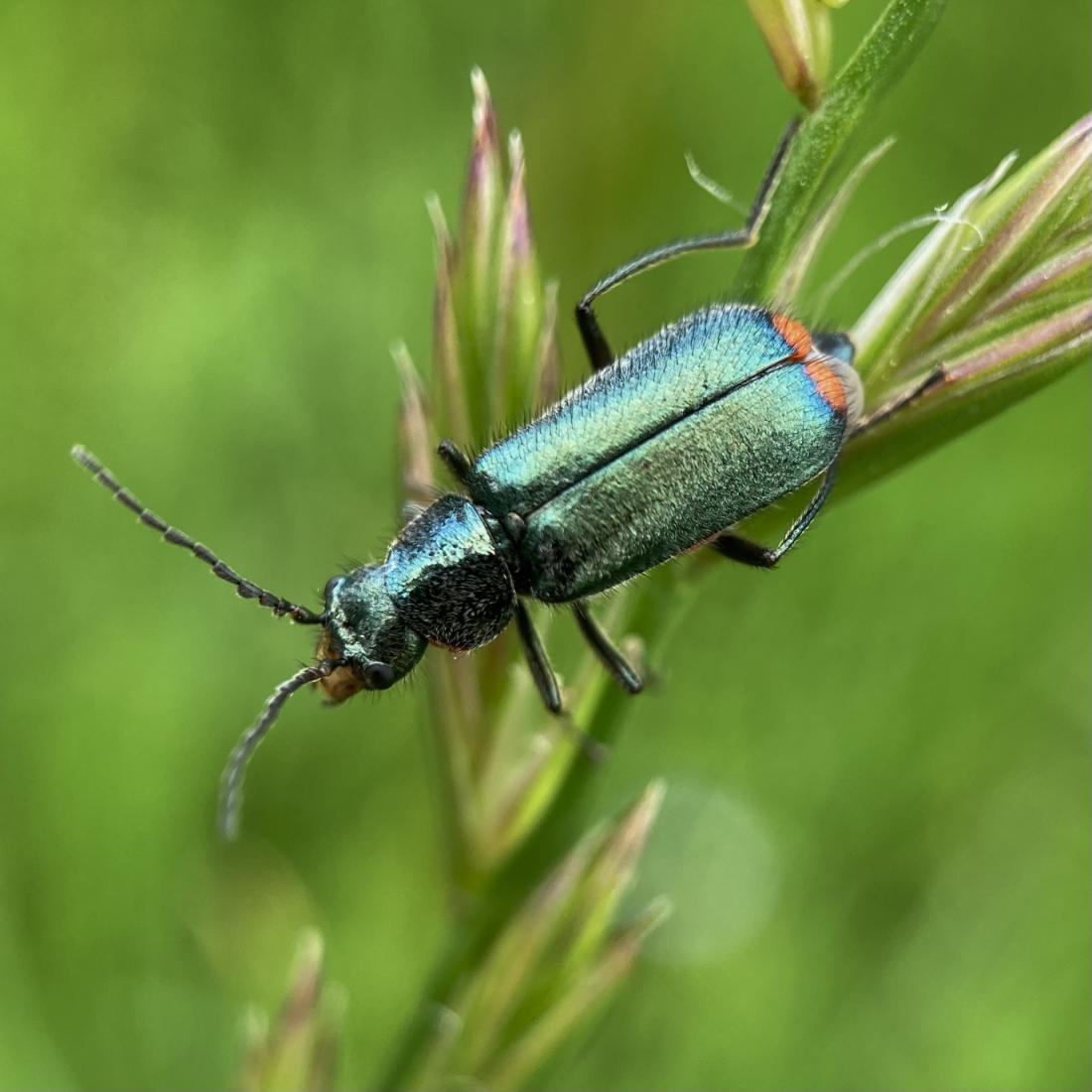 Malachius bipustulatus Zipfelkäfer