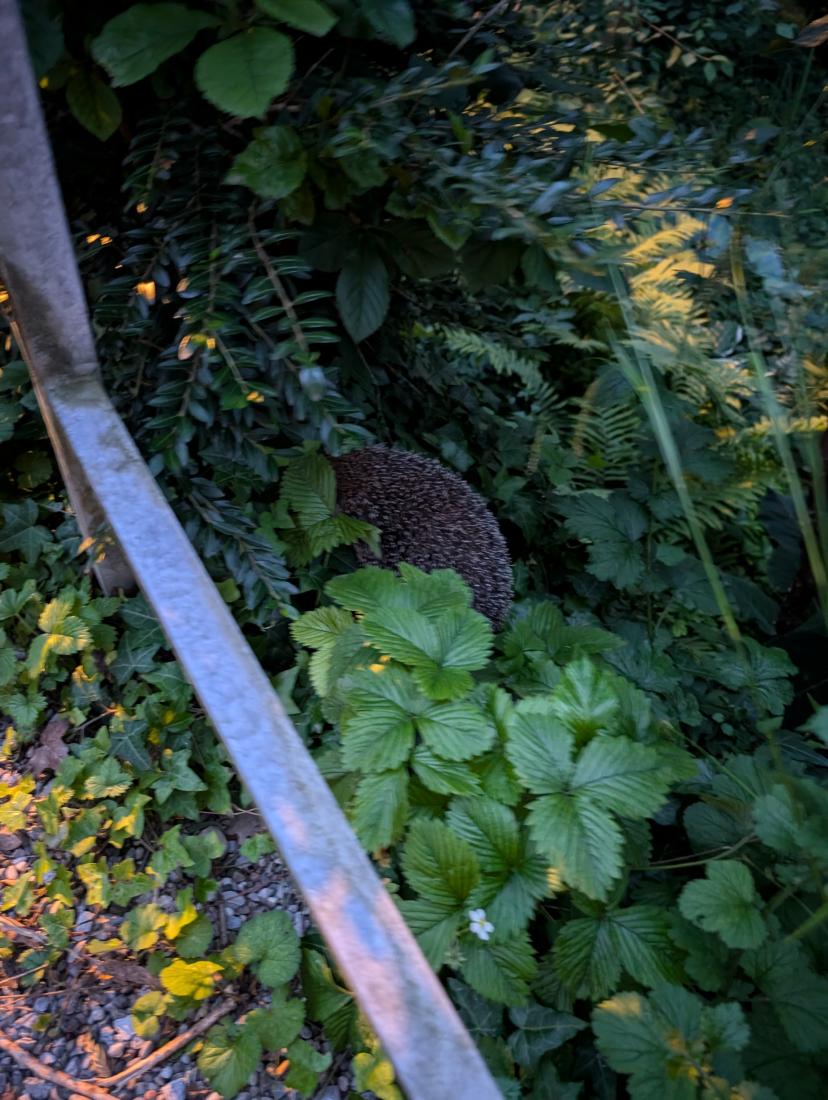 Igel 