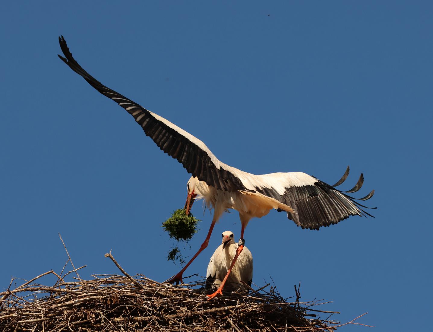 Weissstorch