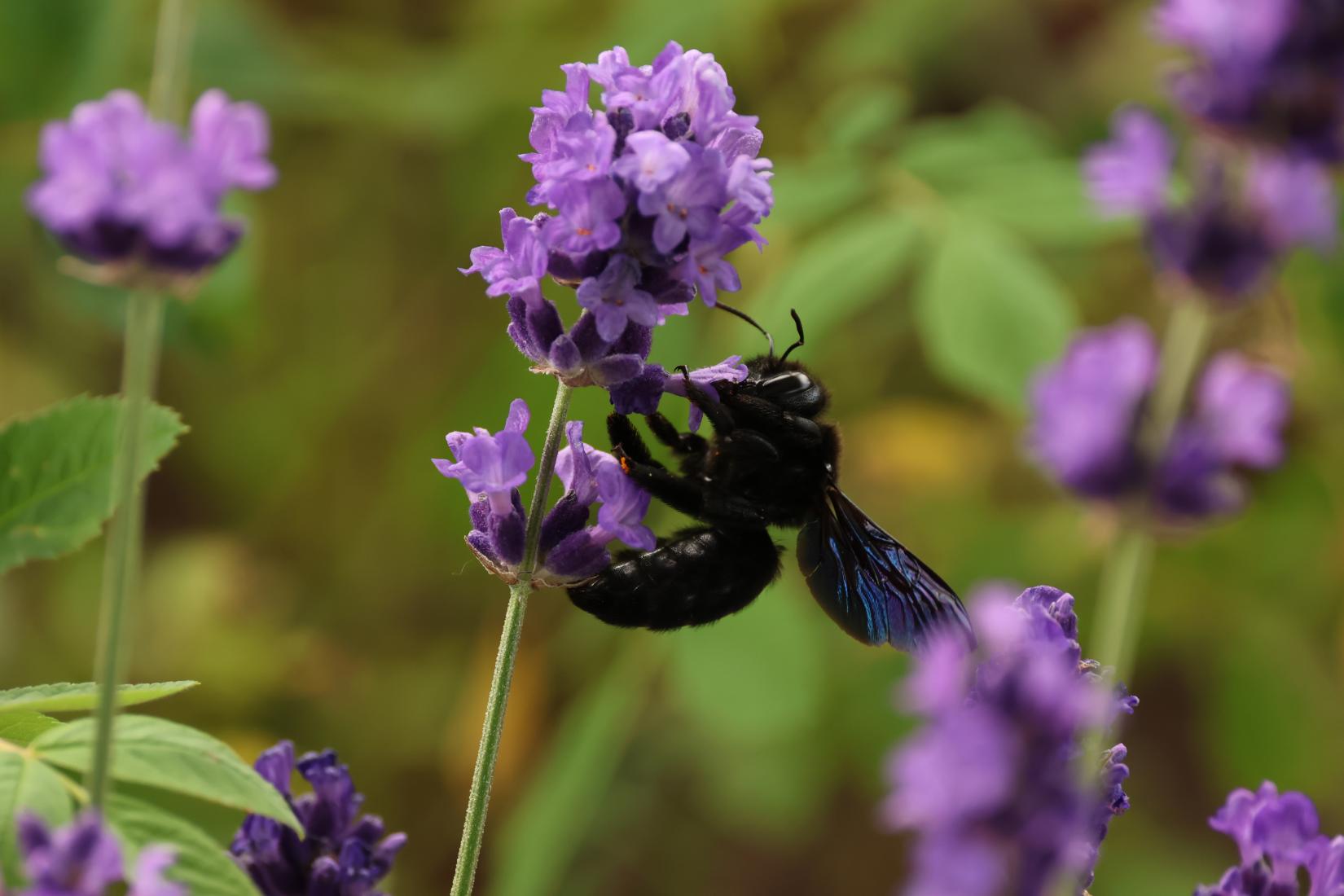 Blauschwarze Holzbiene 