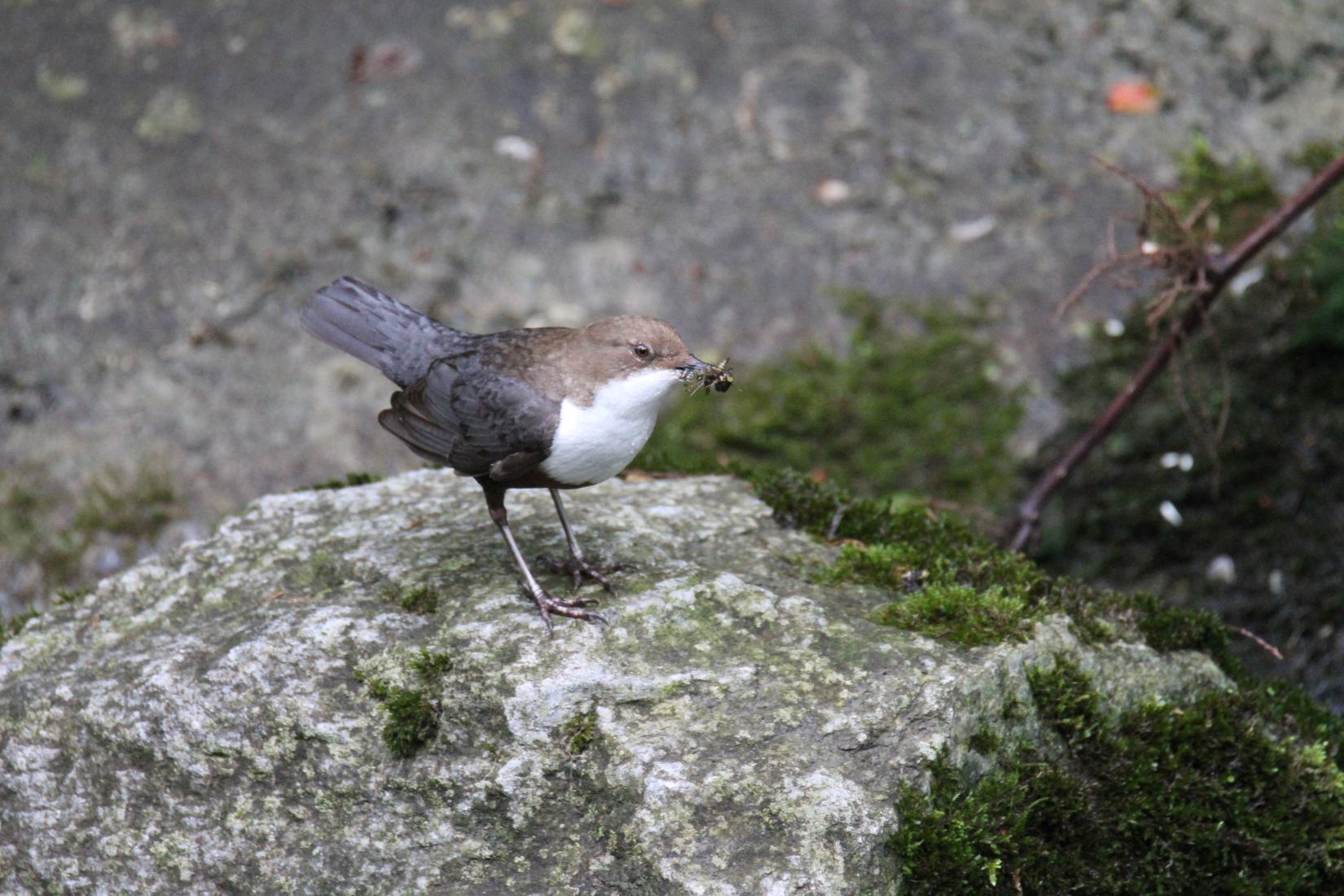 Wasseramsel