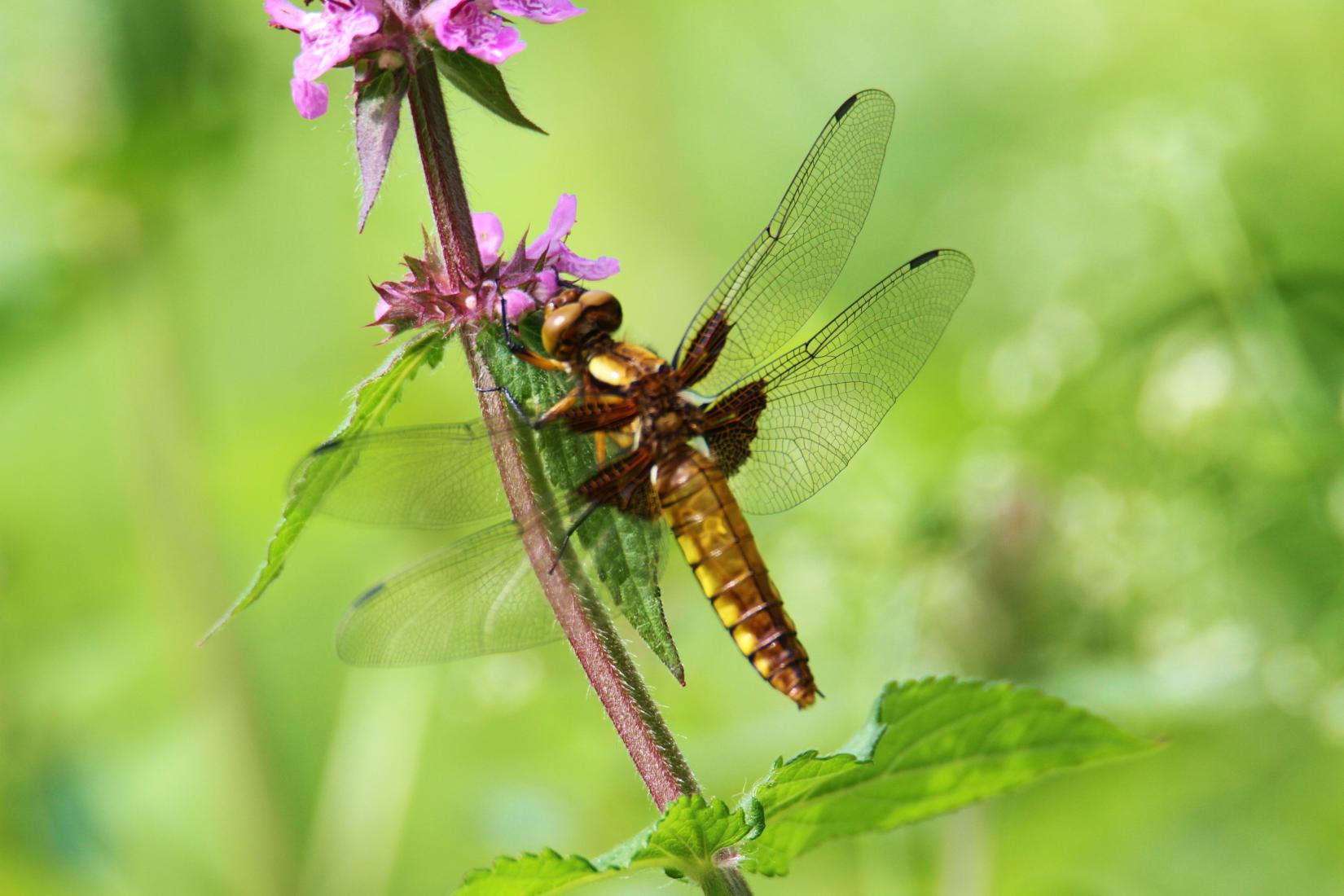 Libelle