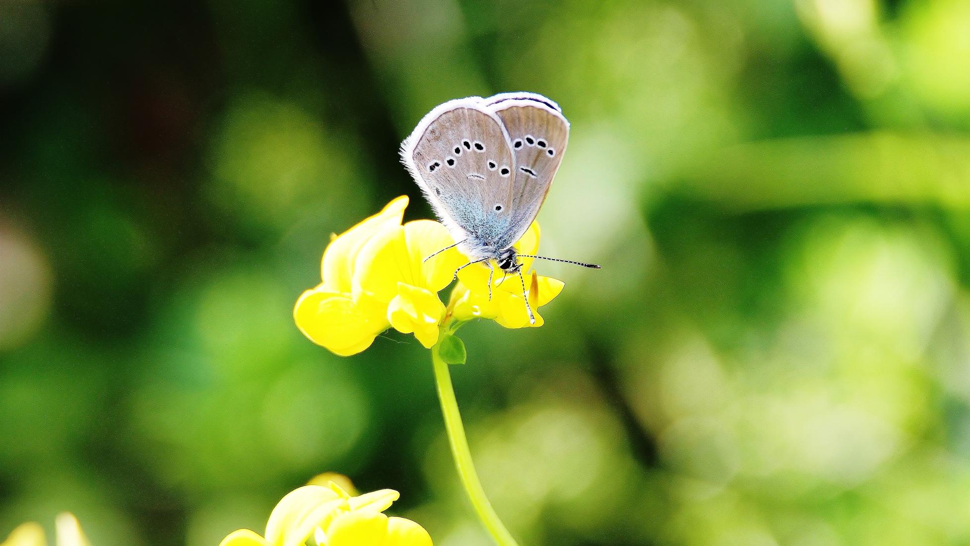 Violetter Waldbläuling