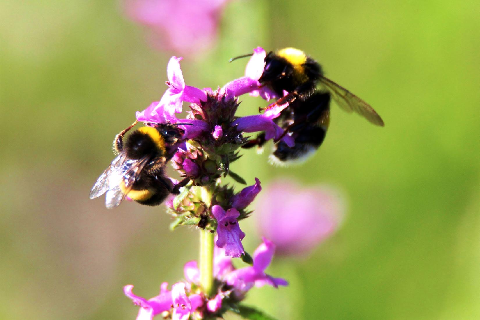 Dunkle Erdhummel 