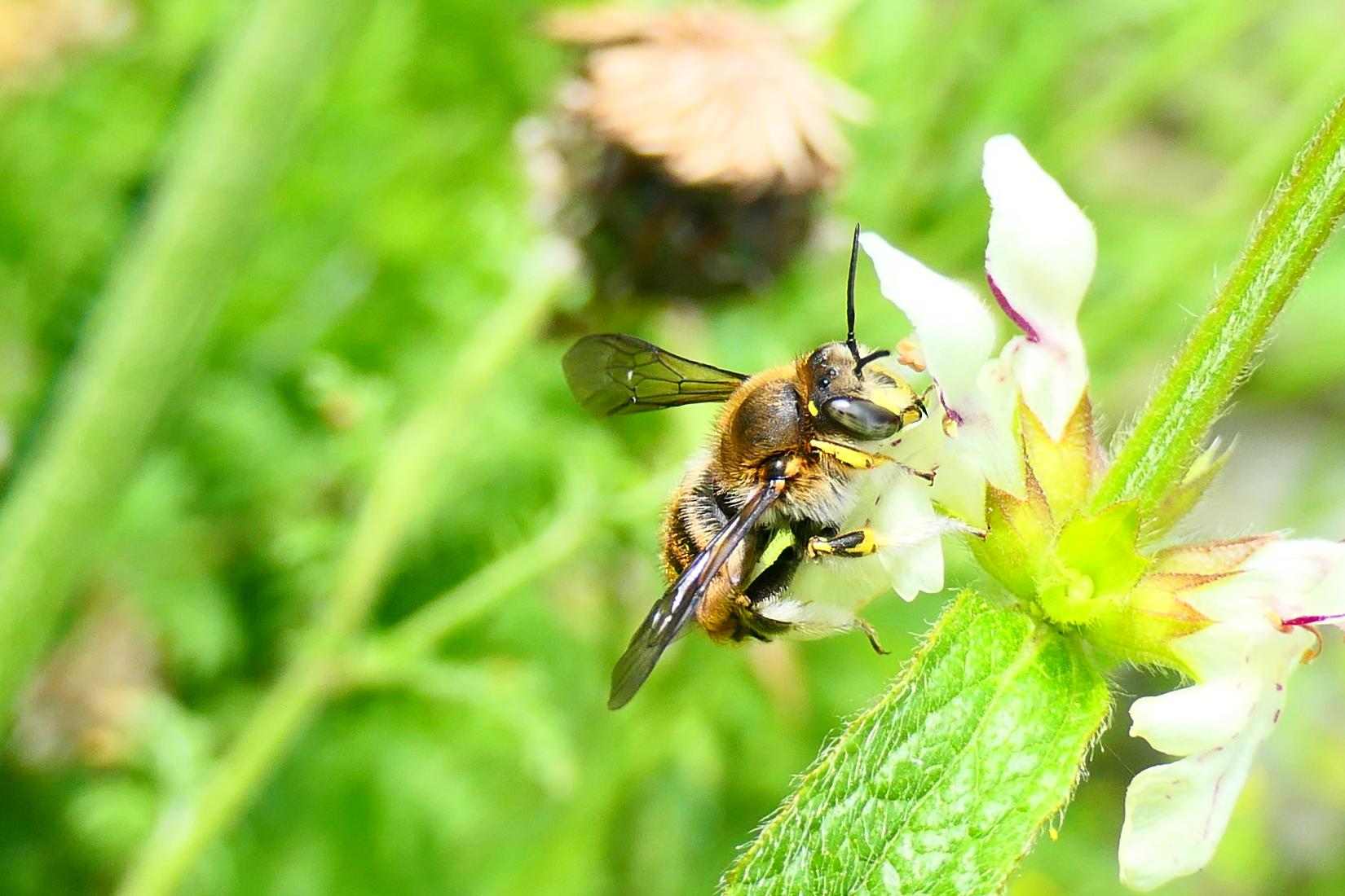 Wollbiene (Anthidium punctatum)