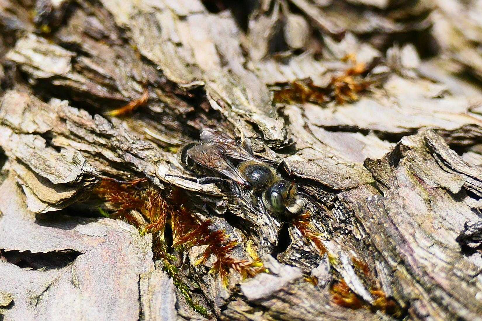 Natternkopf Mauerbiene 