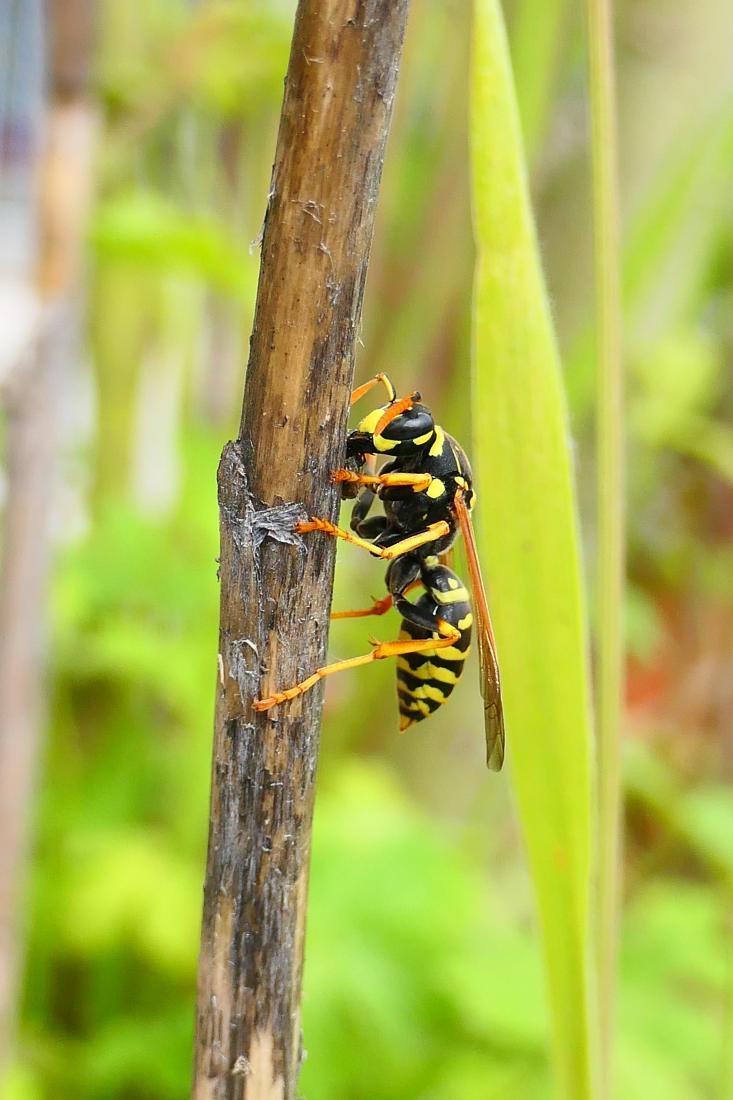 Haus-Feldwespe (Polistes dominula)