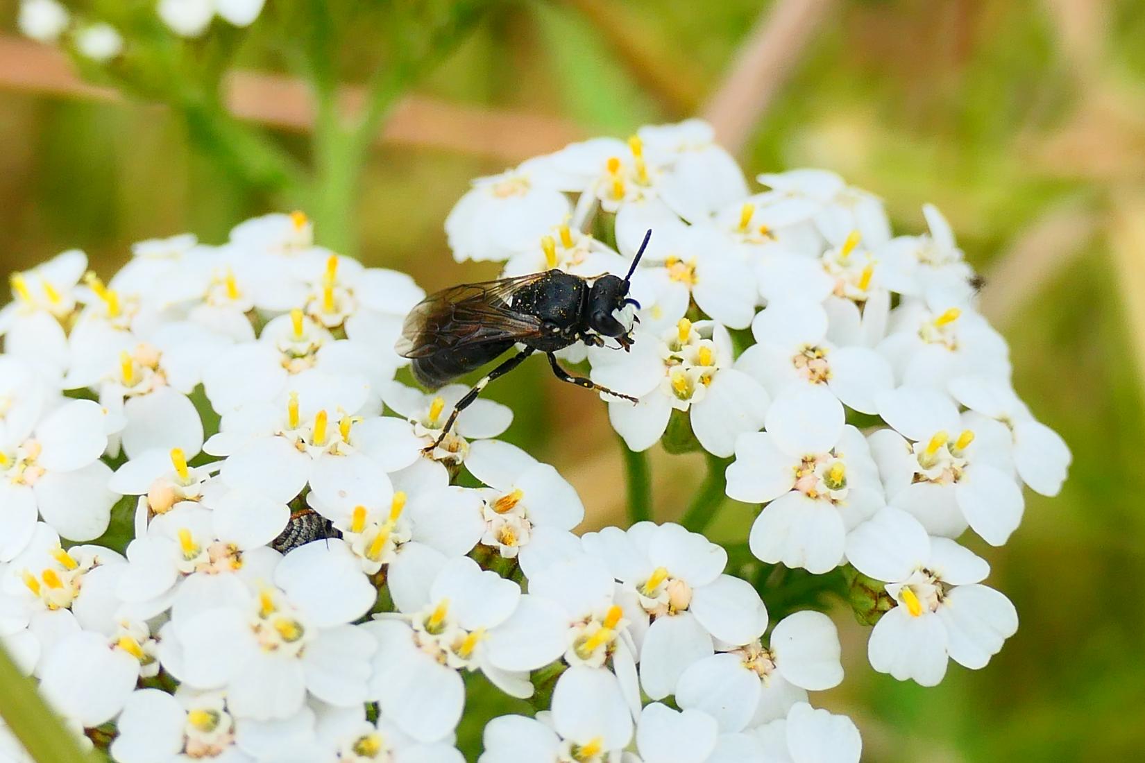 Maskenbiene (Hylaeus nigritus)