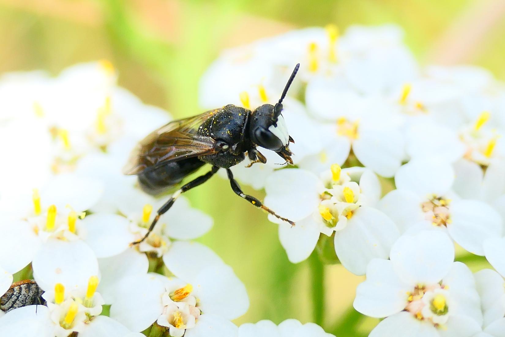 Maskenbiene (Hylaeus nigritus)