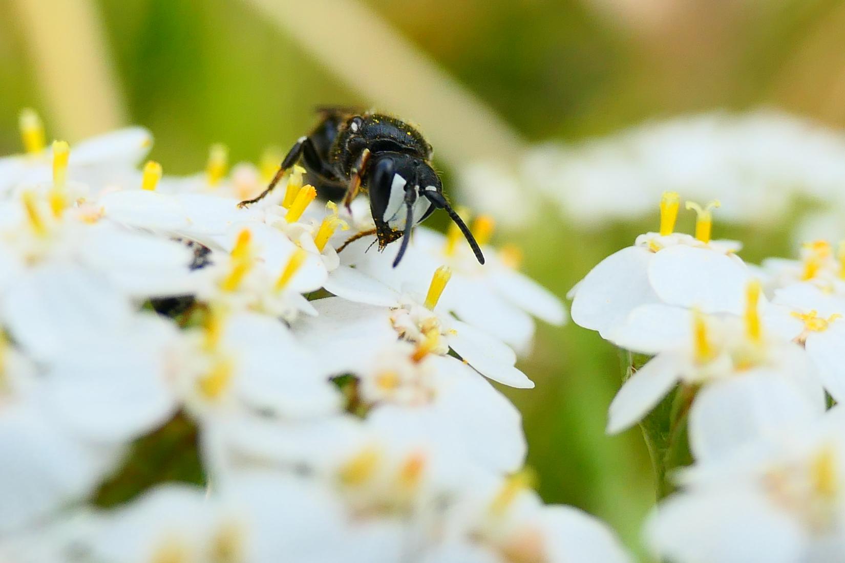 Maskenbiene (Hylaeus nigritus)