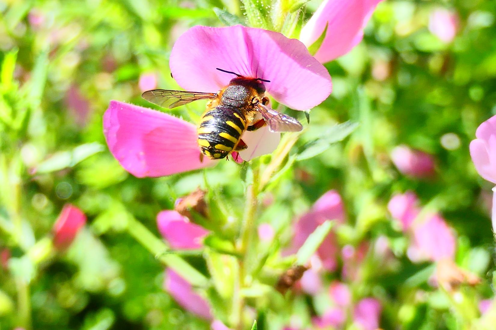 Gartenwollbiene