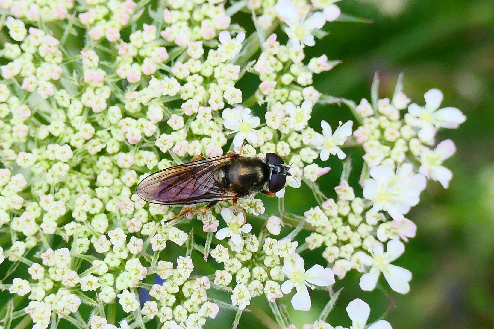 Erzschwebfliege (Cheilosia Sp.)