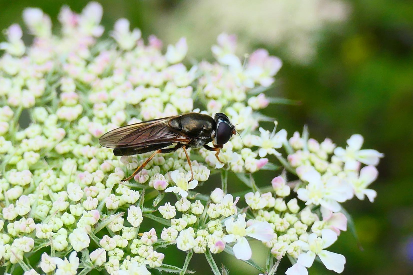 Erzschwebfliege (Cheilosia Sp.)