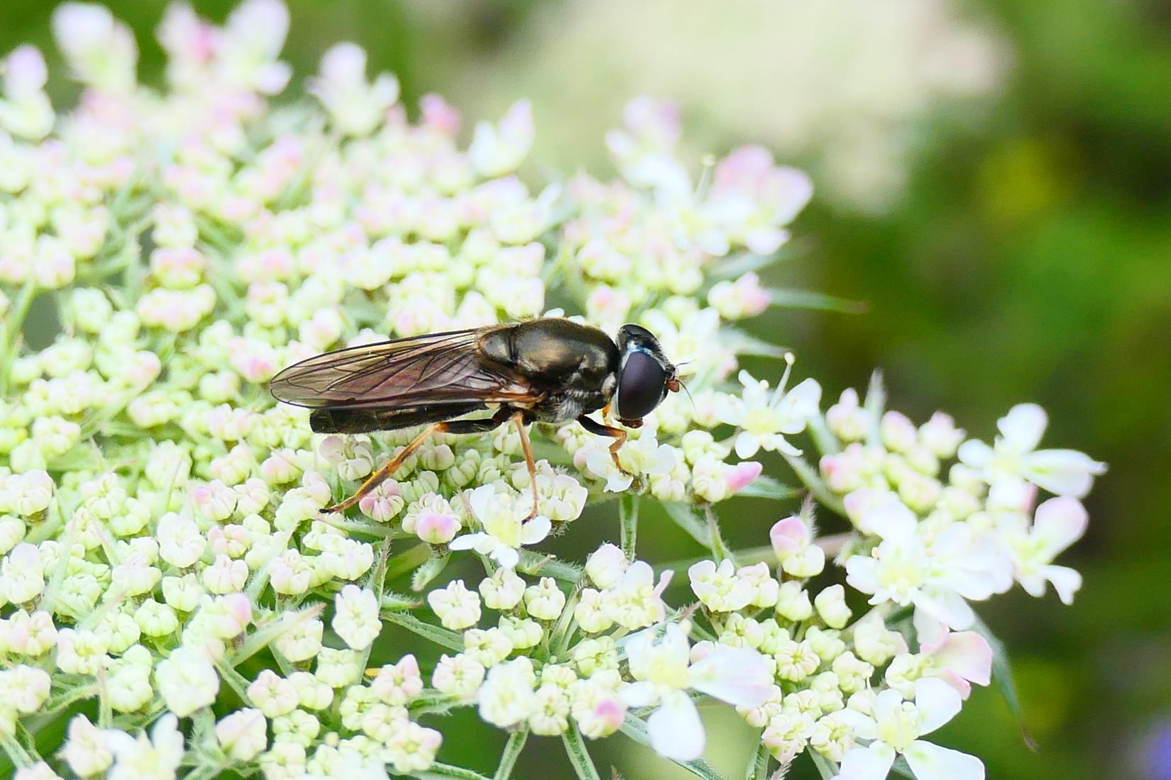 Erzschwebfliege (Cheilosia Sp.)