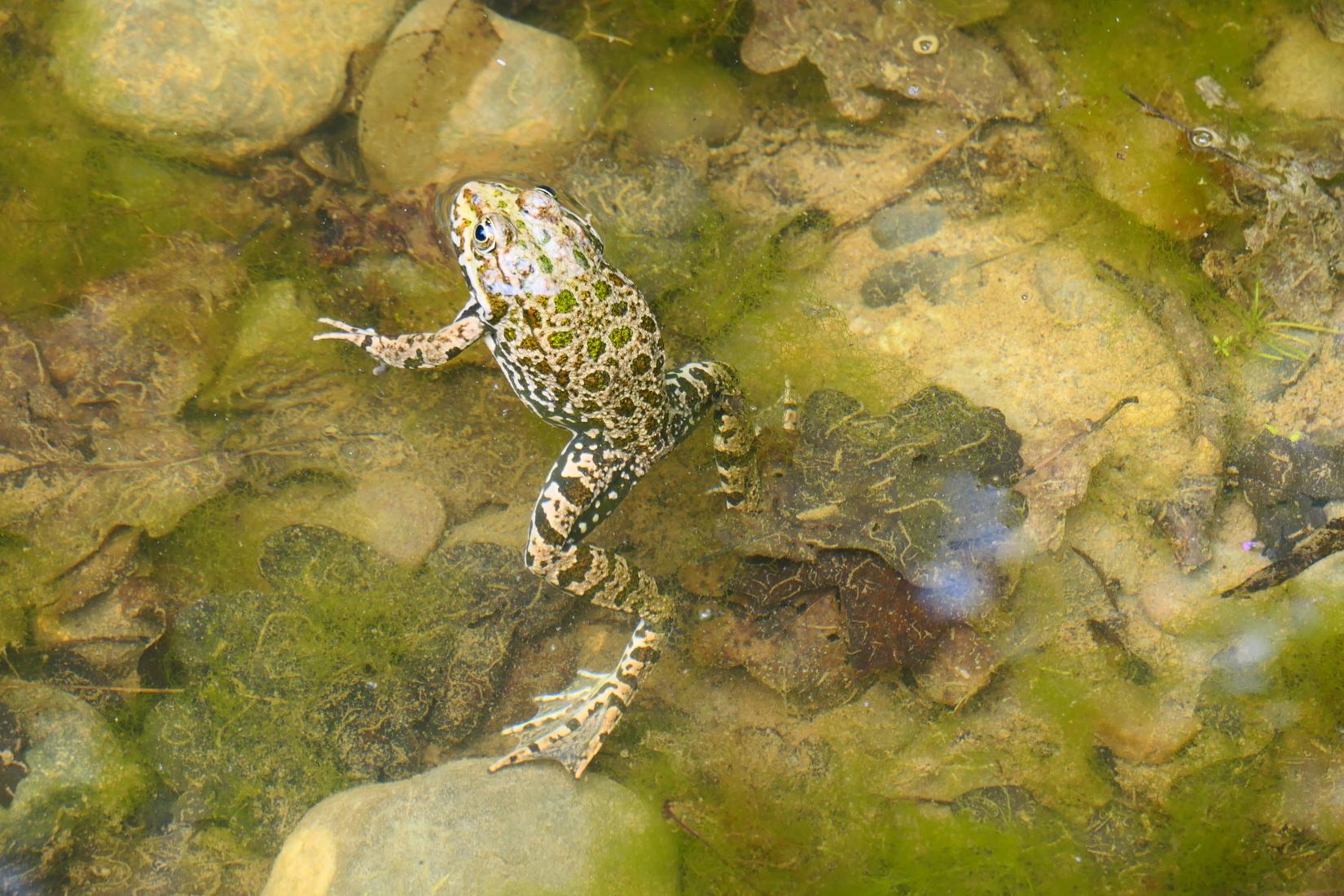 Wasserfrosch-Komplex