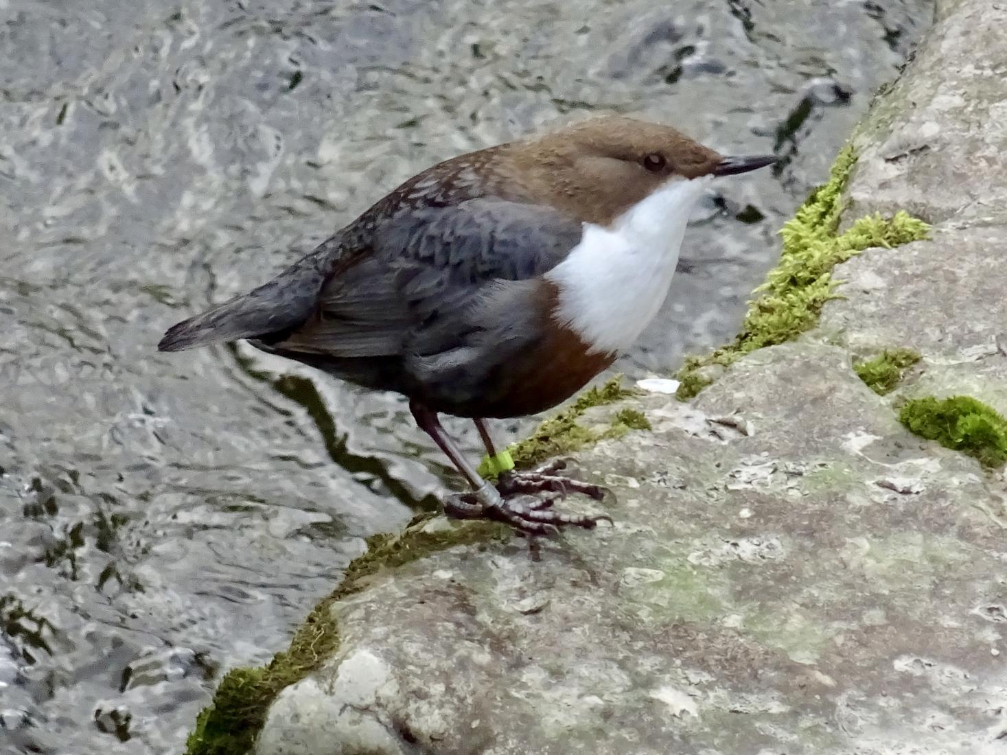 Wasseramsel