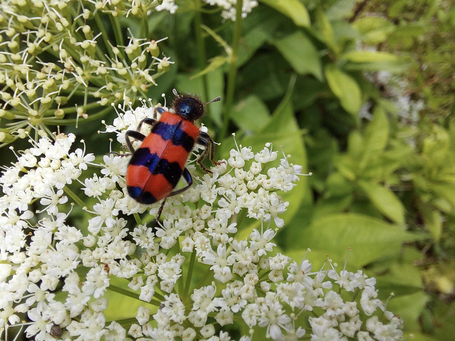 Gemeiner Bienenkäfer