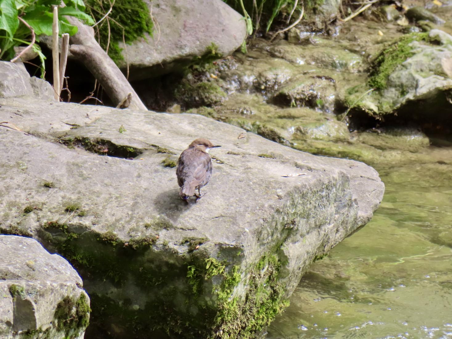 Wasseramsel