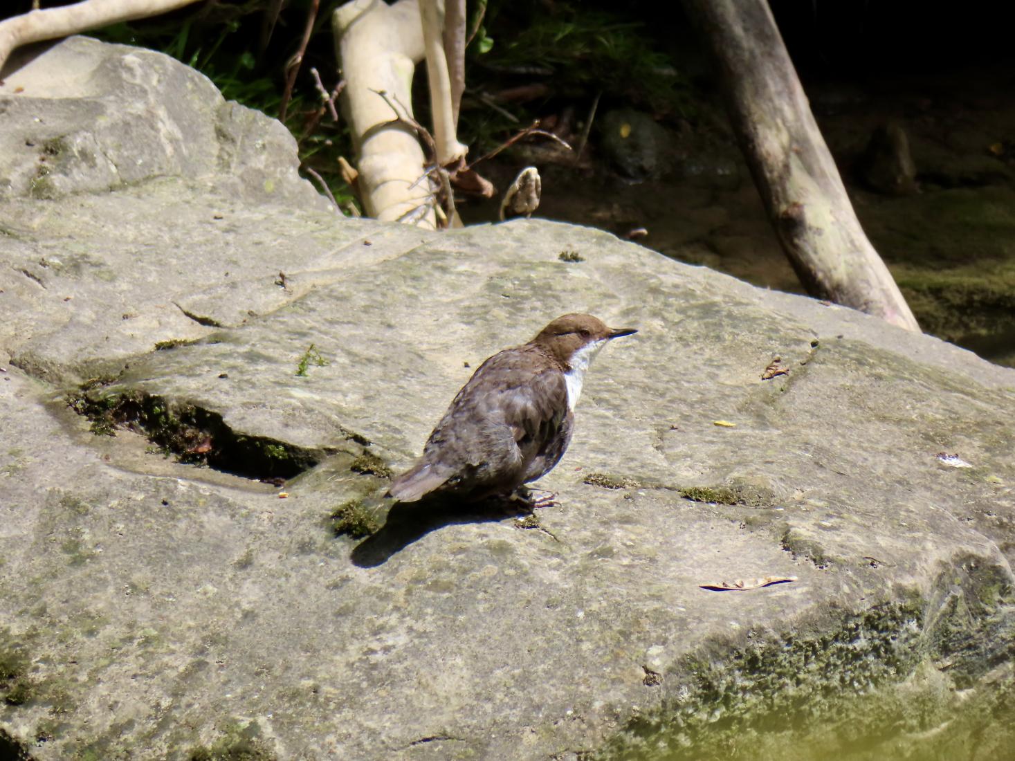 Wasseramsel