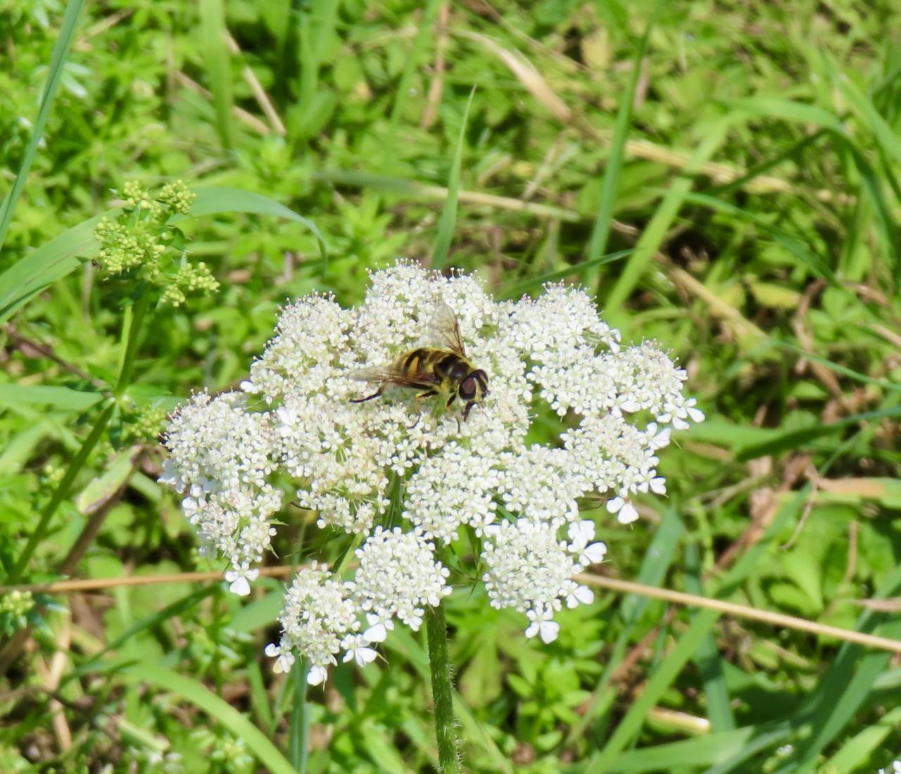 Totenkopfschwebfliege