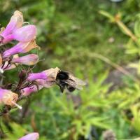 Bombus subterraneus