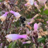 Bombus subterraneus