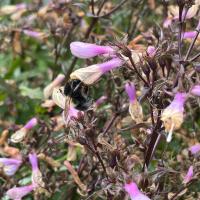 Bombus subterraneus