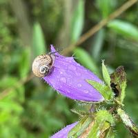 Gefleckte Weinbergschnecke