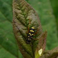 gemeiner Widderbock