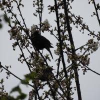 Amsel