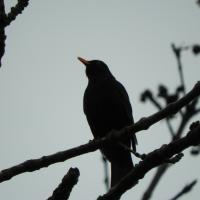 Amsel