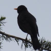 Amsel